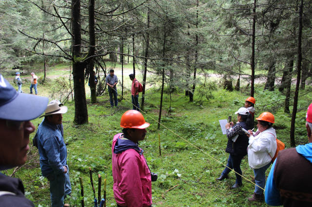 Locals survey the forest, documenting findings and taking measurements — Cool Effect